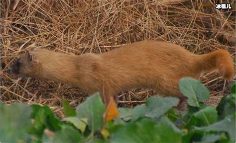 宠物黄鼠狼饲养方法，附繁殖方法 - 农敢网