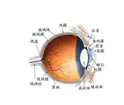 眼部结构图图片