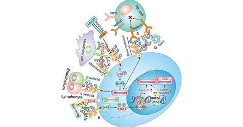 MUC16（CA125）：抗癌潜力靶点，更多癌症预测新标志 研究热点 提供基因,重组蛋白,抗体,ELISA kit,诊断试剂原料,定制服务 ...