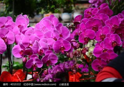蝴蝶兰粉红色的花朵靠近高清摄影大图-千库网