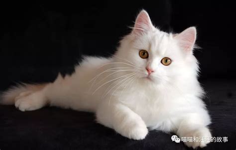 世界十大最贵的猫咪排行榜，第一竟然要61万人民币！_价格
