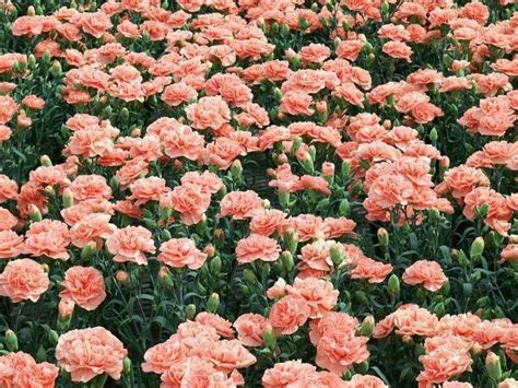 十一月份南方能种康乃馨吗-花卉百科-绿宝园林网