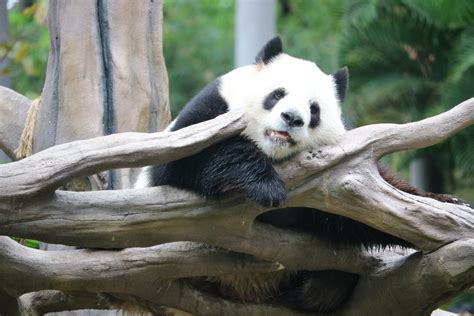 广州动物园大熊猫馆重新开放 大熊猫“回家”过年_手机新浪网