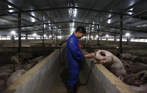 任泽平:猪周期的逻辑与展望 文/任泽平2021年11月至今，猪价进入“W”筑底阶段，边际企稳。2022年4月为第二次筑底，22省市猪肉均价从4 ...