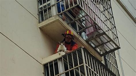 一只小猫被困窗台，景德镇消防破拆窗户成功营救_凤凰网视频_凤凰网