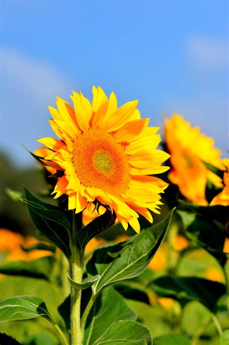 长沙植物园向日葵展|摄影|风光摄影|wangguok - 原创作品 - 站酷 (ZCOOL)