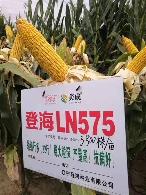 良玉99玉米品种的山东省审定公告和河南省引种公告_登海