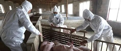 兰州兽医研究所在非洲猪瘟病毒毒力基因鉴定和基因缺失疫苗设计创制方面取得重要进展||中国农业科学院兰州兽医研究所