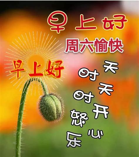 早安喵图片