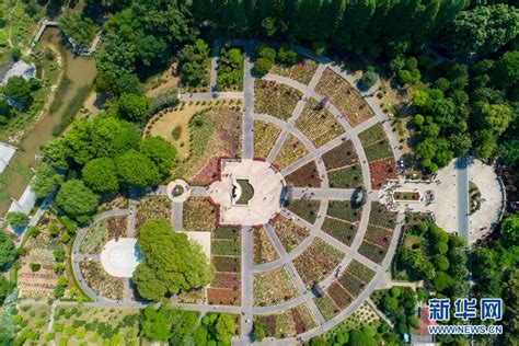 鸟瞰武汉青山和平公园月季花园 花海似巨型调色盘-国际在线