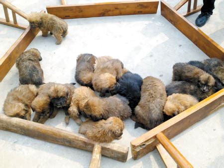 藏獒幼犬的饲养方法 比熊40天幼犬饲养方法_宠物百科 - 养宠客