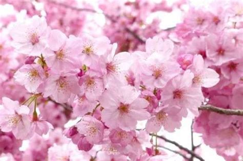 樱花花语及寓意-农百科