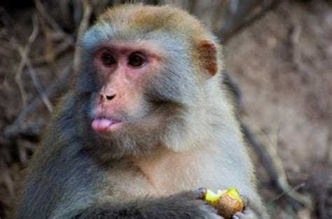92年属猴为什么说金命水猴 1992年属猴是什么命 - 万年历