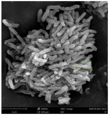 山口红树林土壤芽孢杆菌多样性及纤维素酶活性筛选研究