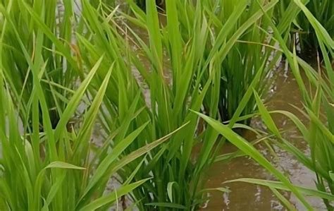 水稻一般亩栽植密度是多少？ - 农业种植网