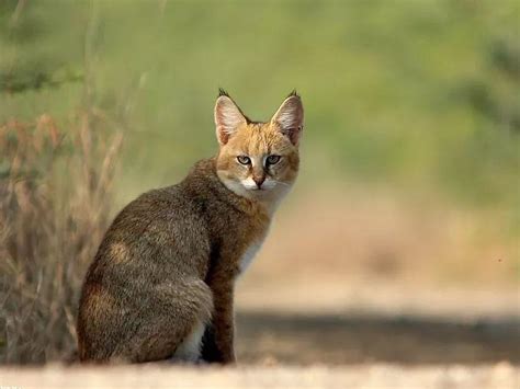 豹猫是不是国家保护动物，附豹猫的生活习性特点 - 农敢网