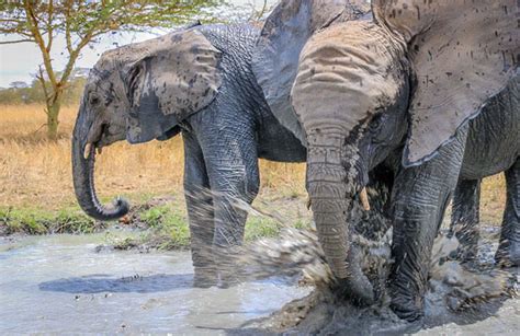 非洲小象泥浴降温画面_手机凤凰网