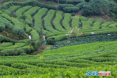 宜宾早茶上榜！国家八部门认定第三批中国特色农产品优势区-四川国际茶业博览会