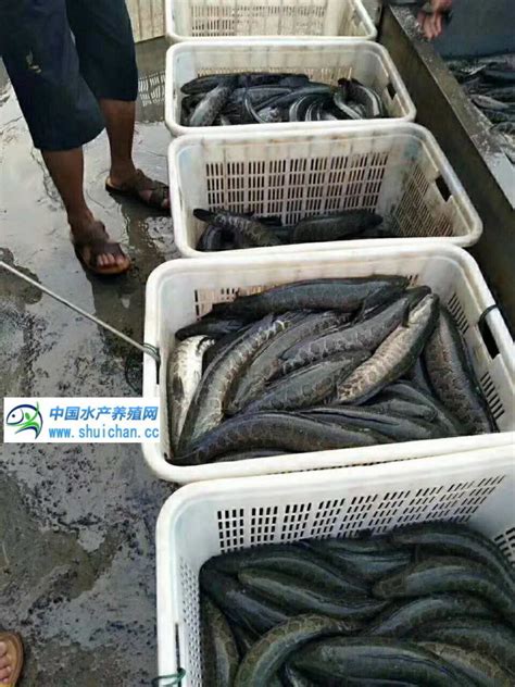 又到大量卖鱼时，黑鱼价格持续下滑，有人苦等涨价却一亩少卖几万块！_鱼类专题（黑鱼专题）_水产养殖网