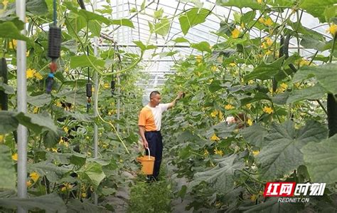 乡村振兴丨退役军人返乡创业 蔬菜种植蹚出“致富路”_社会热点_社会频道_云南网