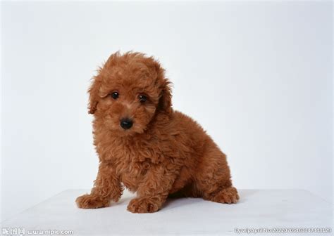 棕色的泰迪犬高清图片下载_红动中国