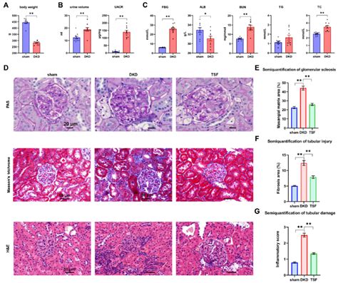 Science: 小鼠肾脏单细胞转录组+突变分析揭示肾病潜在的细胞靶标 - 知乎