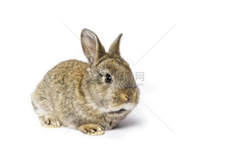 宠物兔和肉兔场的饲养方法有什么区别？ - 兔子百科