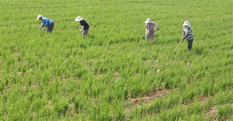 平谷博士农场 重现北京消失多年的旱稻__财经头条