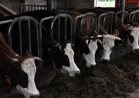 牛肉价格支撑河北黄牛市场的小牛犊价格居高不下_肉牛引种指南-小牛犊价格|牛苗价格|张北牛市场|