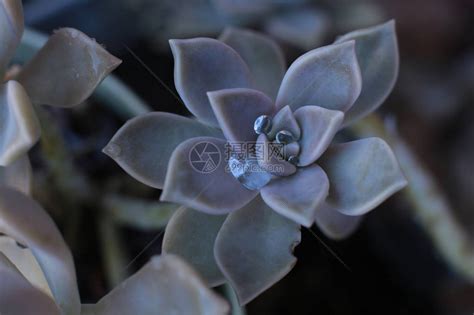 石玫瑰(CmmnRckrse)花语:普遍(Uni图片