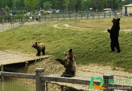 上海野生动物园熊伤人致死怎么回事-上海野生动物园熊吃人视频-趣丁网