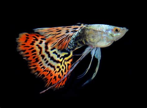 金银黑玛丽鱼胎生鱼热带观赏鱼淡水鱼活体宠物颜色随机发大量供货-阿里巴巴