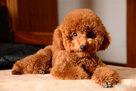大家有没看到我家的狗是一只棕色母泰迪在台江步行街附近走丢_福州寻狗_同城寻狗网