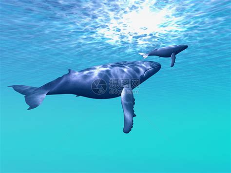 一只母鲸和小牛驼背鲸在清蓝插画图片下载-正版图片503450041-摄图网