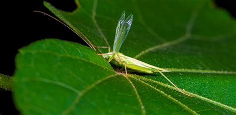 【秋虫，呢哝——树蟋摄影图片】生态摄影_太平洋电脑网摄影部落