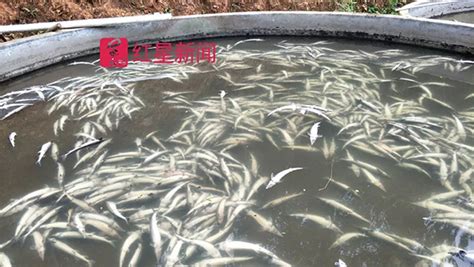 广东河源养殖户鲟鱼接连被投毒，县委书记宣布全县扫黑除恶|嫌疑人|鲟鱼|鱼塘_新浪新闻