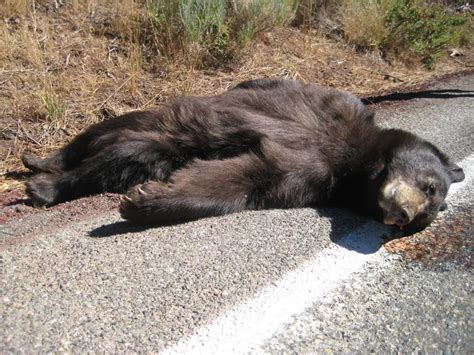 棕熊吃黑熊吗,棕熊为什么捕食黑熊,3400斤史上最大的熊_大山谷图库