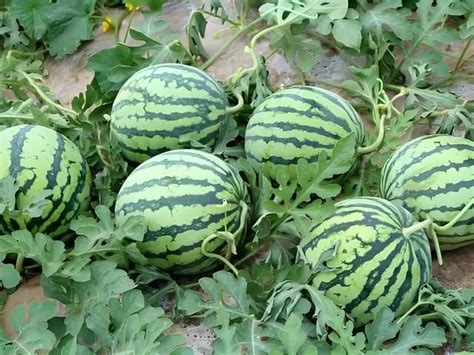 西瓜什么时候种，家庭种植西瓜的方法及如何提高西瓜的甜度？_www.isenlin.cn