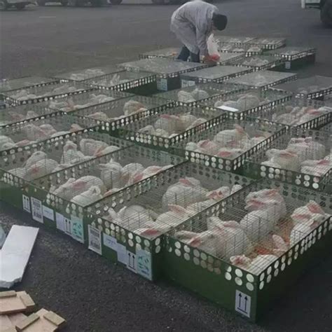 肉兔育种【价格 批发 公司】-四川省融蔚农业科技有限公司