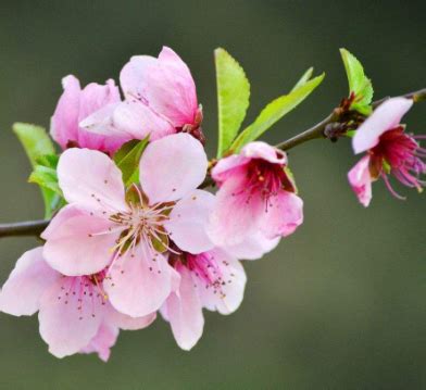 桃花是什么季节开的(桃花有几种颜色)-藤本月季网