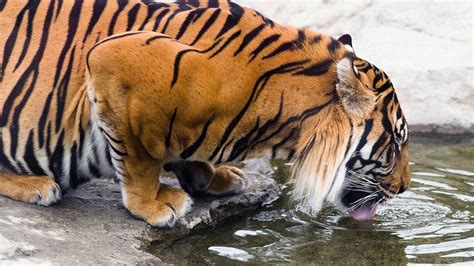 《虎兄虎弟》：老虎这样的野生动物，人类最好不要去打扰它们！_戈莫