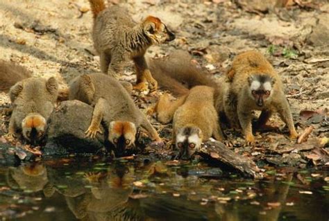 环尾狐猴LemurCatta马达加斯加岛特的种链状菌根灵长类动物高清图片下载-正版图片300686705-摄图网