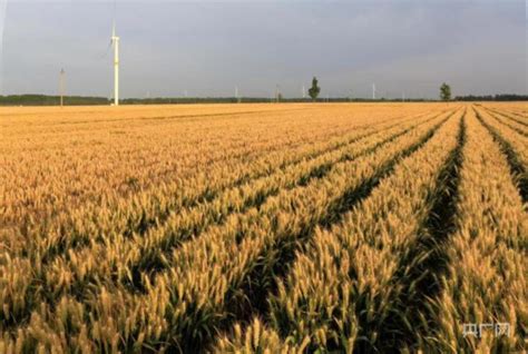 810余万亩小麦丰收在望 第01版:要闻 2022年06月09日 德州日报