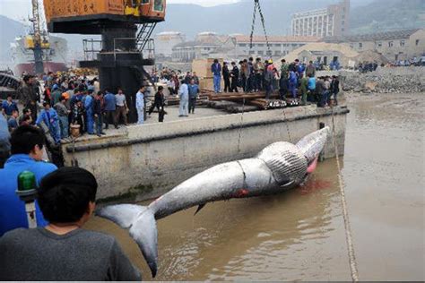 世界上最凶猛的淡水鱼，巨型水虎鱼（体长1.8米会吃人）_探秘志