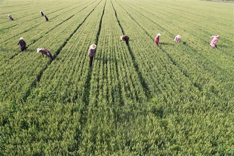 亩产579.9公斤 山西旱地小麦单产最高纪录诞生_实收_示范田_种植