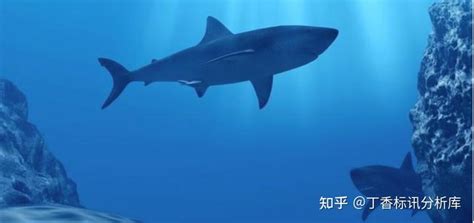 网红用濒危大白鲨做美食事件舆情分析报告 - 知乎