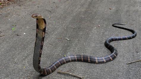 剧毒蛇类-眼镜蛇属|赞比亚|多哥|乍得_新浪新闻