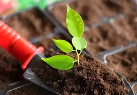 生活污泥变身土壤改良剂 - 微农资 - 新农资360网|土壤改良|果树种植|蔬菜种植|种植示范田|品牌展播|农资微专栏