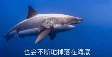 鲨掉表情图片