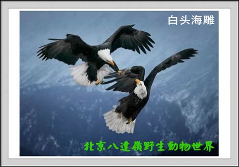 秃鹜 - 八达岭野生动物园之网上动物园 - 北京八达岭野生动物世界官方网站
